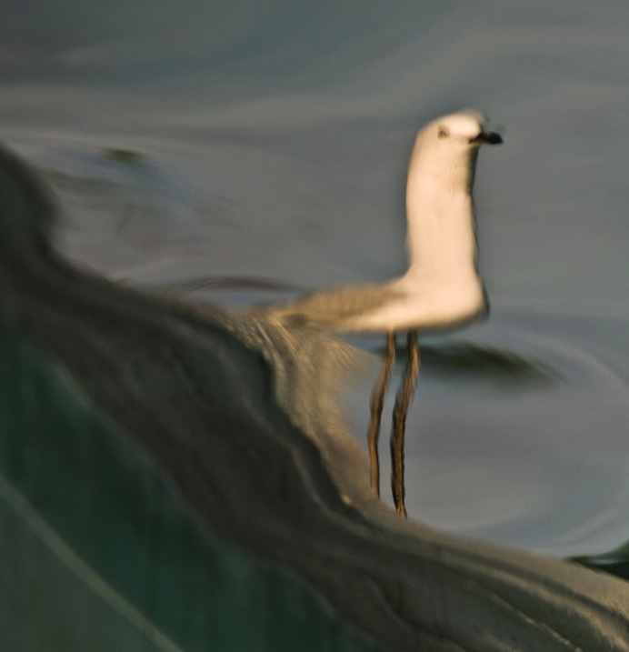 2 Reflection Seagull by Eva Polak