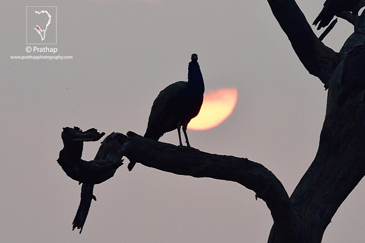 20-The-Most-Useful-Bird-Photography-Tips-for-Beginners-by-Prathap-Nature-Photography-Simplified