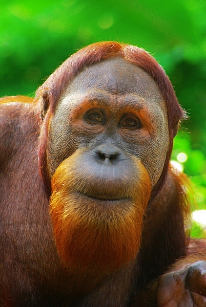 orangutan captured with a tamron 28-200 lens