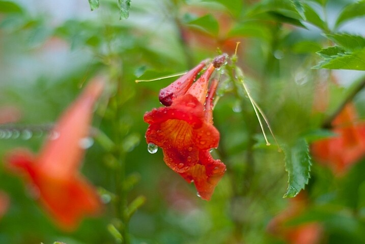 3-tips-flower-photos-angle-comparison-side