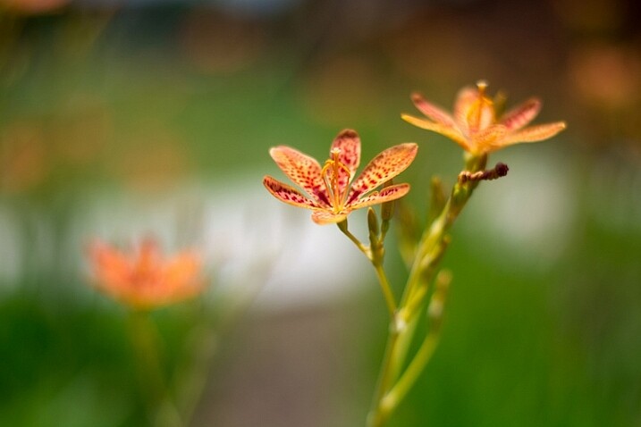 3-tips-flower-photos-bokeh-dark-orange