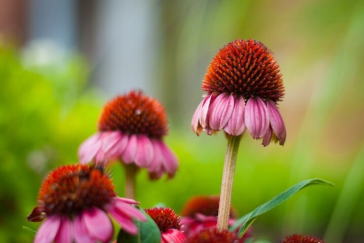 3-tips-flower-photos-coneflower