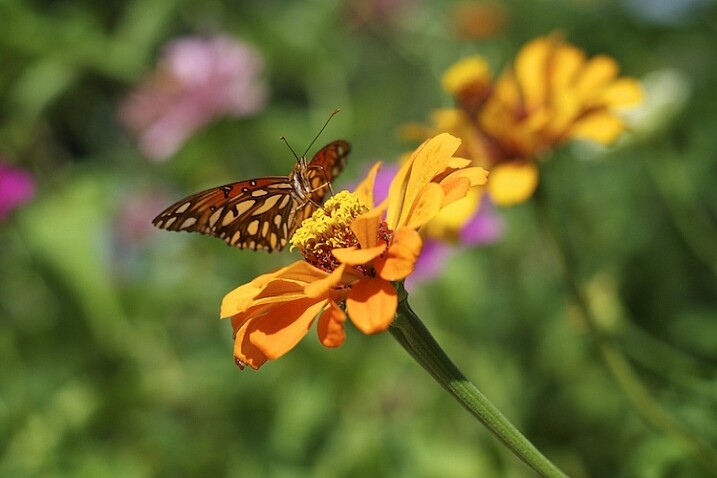 3-tips-flower-photos-insects-butterfly