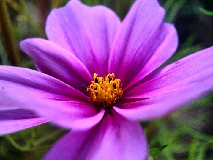 3-tips-flower-photos-iphone