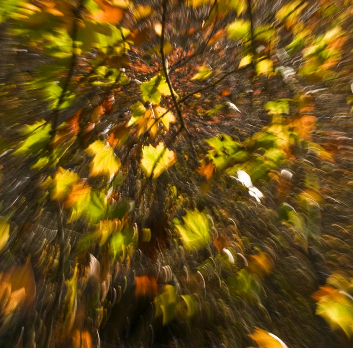 5 Zoom Autumn Leaves by Eva Polak