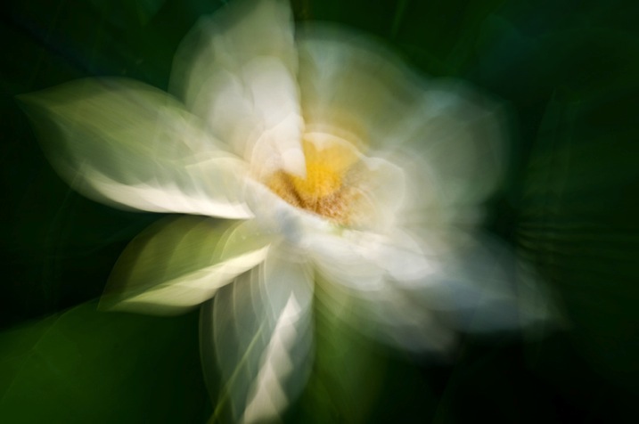 5 Zoom Water lily by Eva polak