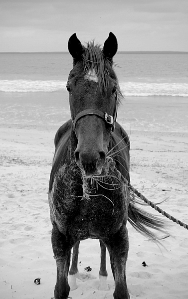 Equine-photography-4