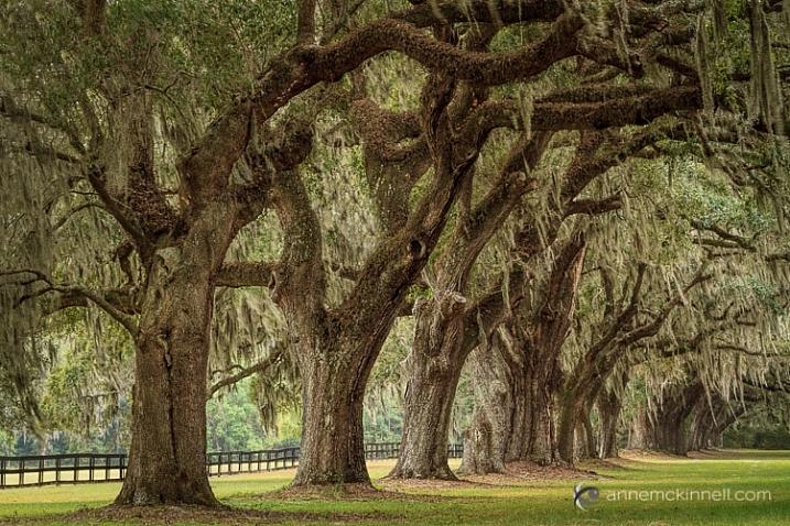Boone Hall Plantation, South Carolina, by Anne McKinnelll