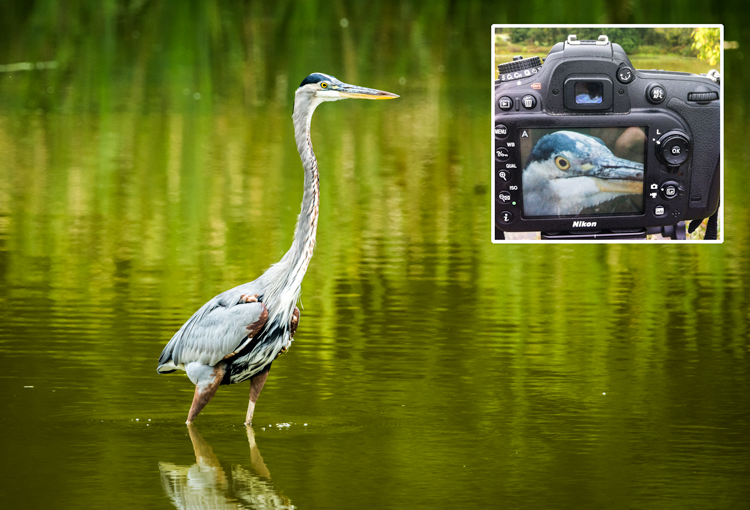 Use live view to focus on the eye to fine-tune the focus in select wildlife images.
