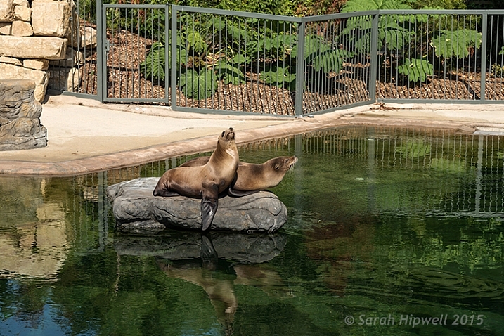 seals-at-the-zoo