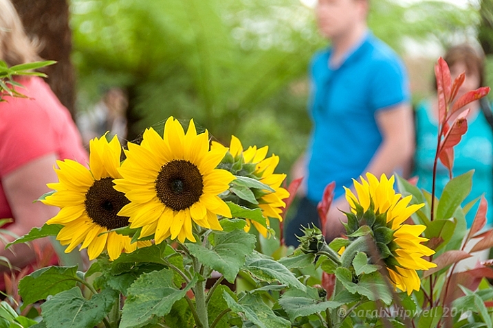 http://digital-photography-school.com/wp-content/uploads/2015/10/sunflowers-717x478.jpg