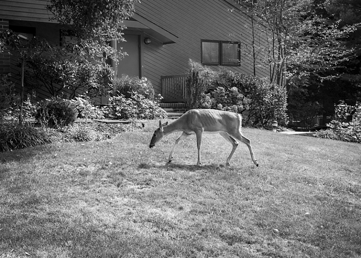 Deer, Backyard, New Jersey by Neil Persh