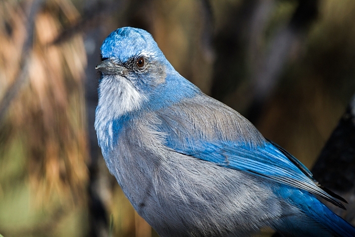 A Western Scrub Jay perches in a tree in the foothills of the Rocky Mountains outside Denver, CO, USA.