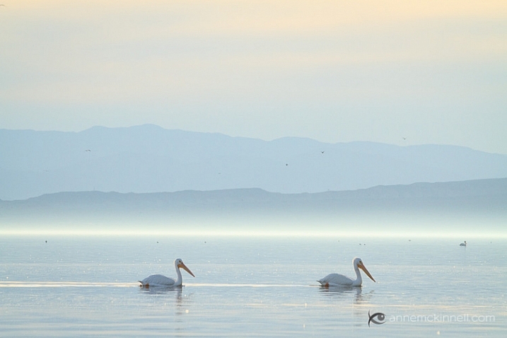 Pelicans at the Salton Sea, California