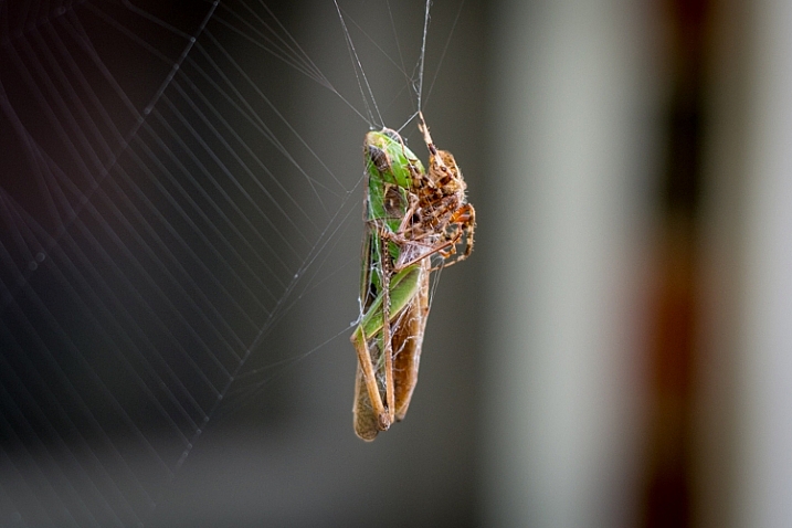 use-your-new-camera-spider-grasshopper