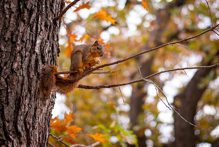 use-your-new-camera-squirrel