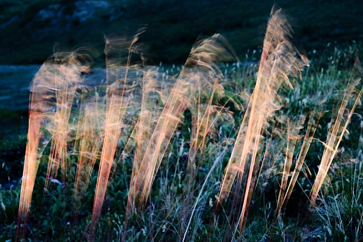Blowing tundra grass lit by evening sun, Alaska.