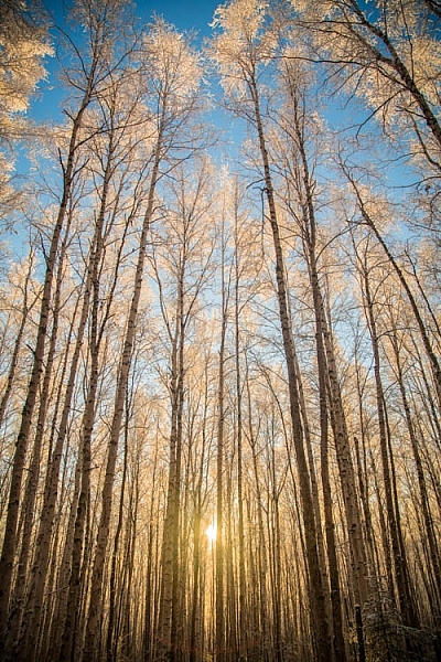Low winter sun, and frosted birches near Fairbanks, Alaska.