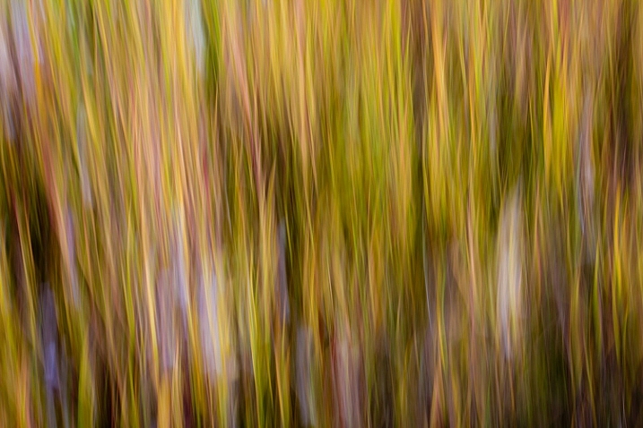 An abstract blur of cotton grass, Fairbanks, Alaska, in autumn.
