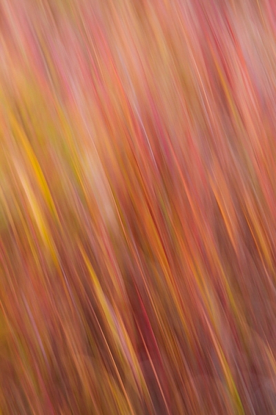 An abstract blur of Fireweed, Fairbanks, Alaska, in autumn.