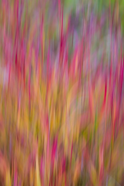 An abstract blur of Fireweed, Fairbanks, Alaska, in autumn.
