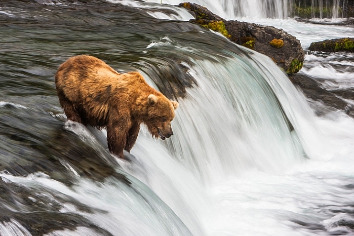 A Brown Bear fishes for salmon at Brooks Falls in Katmai National Park, AK, USA.