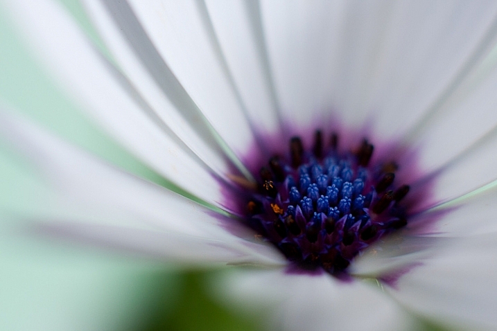 Extension tubes and close-up photography
