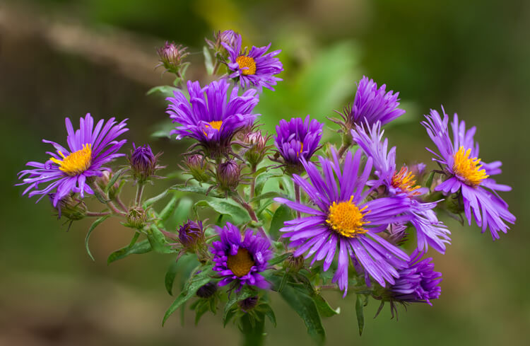 By focus stacking the flowers only and leaving the background out of focus makes the flowers stand out in the final image.