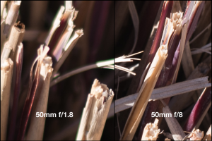 Green outlines abound on the left side while stopping down to f/8 eliminates them entirely.