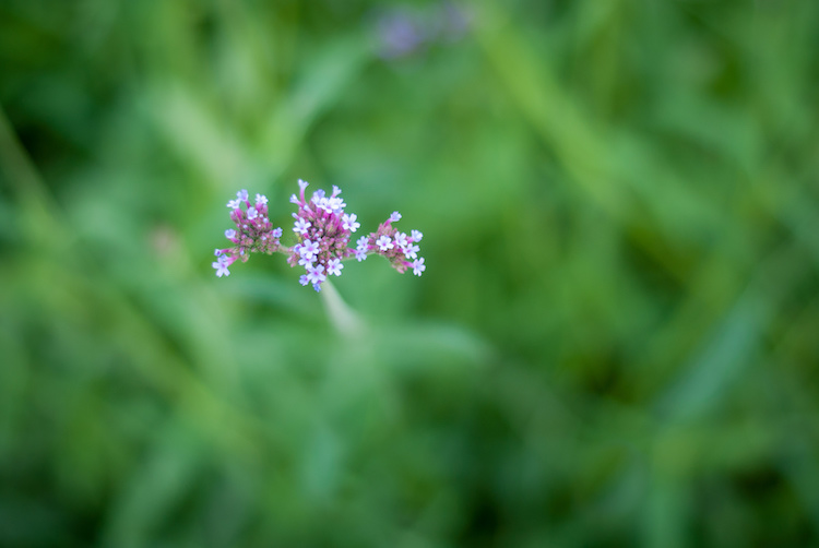ultra-wide-apertures-purple-flowers