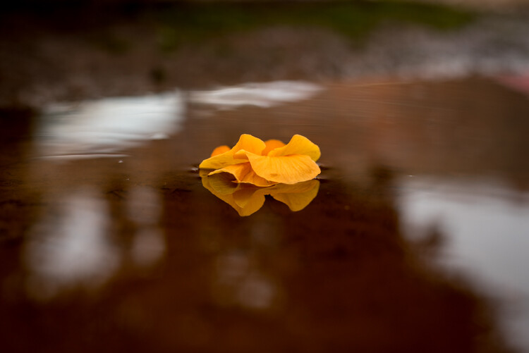 I used a large brush on the background and a smaller brush on the flower petals, and was able to switch between the two easily to get the edits I needed quickly.