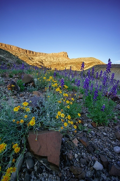 Wildflowers in Big Bend Ranch State Park, Texas by Anne McKinnell