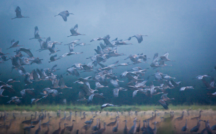 A flock of Sandhill Cranes during migration. You only get a few weeks each years to catch big flocks of this species, so you need to be ready.