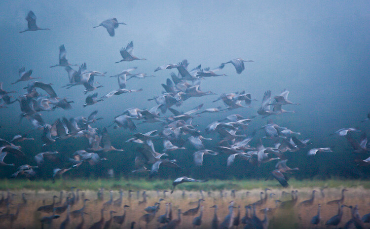 A flock of Sandhill Cranes during migration. You only get a few weeks each years to catch big flocks of this species, so you need to be ready.