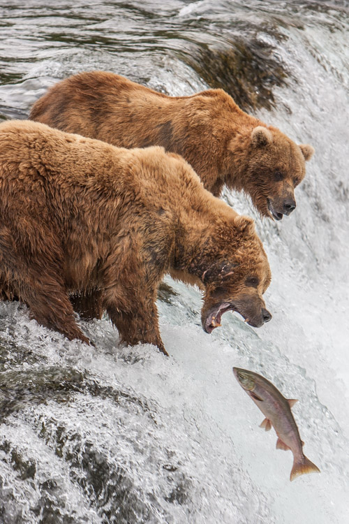 Red Salmon, which run up the Brooks River and leap the falls, are most abundant in July. If you don't catch the run, you won't see the bears trying to catch them at the falls. 