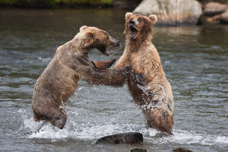 During the salmon run, the bears get close together and juveniles like these, are forced to bicker for a good fishing spot.