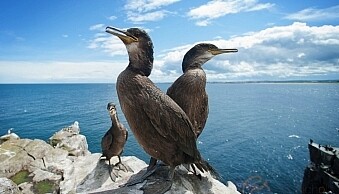 Juvenile-Shags.jpg