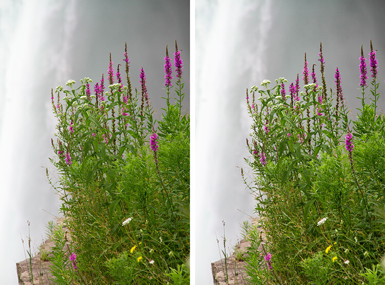 NiagaraFlower_SharpenerProBeforeAfter