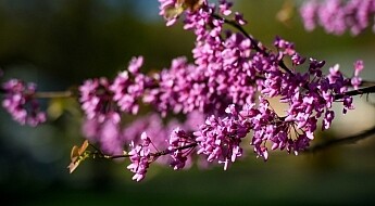Purple-Blossoms-DPS.jpg