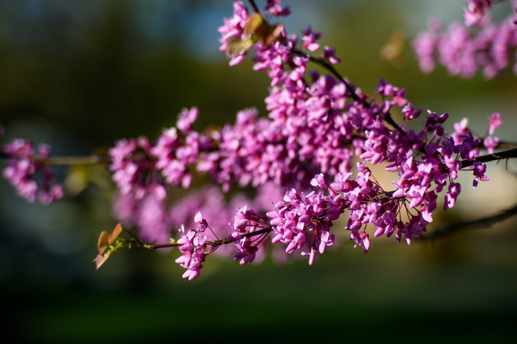 Purple Blossoms DPS