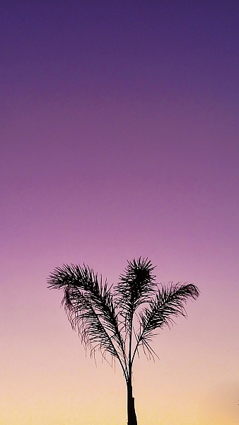 I loved the peacefulness of the light here and the silhouette of the palm tree.