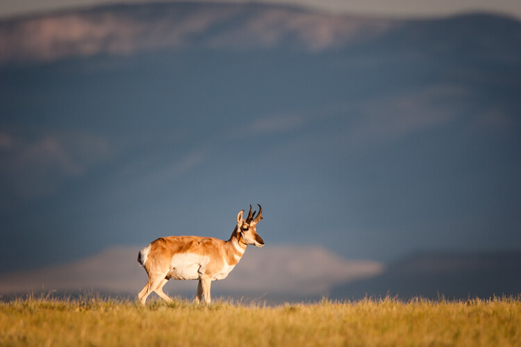 A Pronghorn in southern Wyoming, first light. 