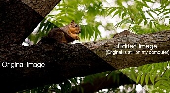 beginners-guide-lightroom-squirrel-comparison