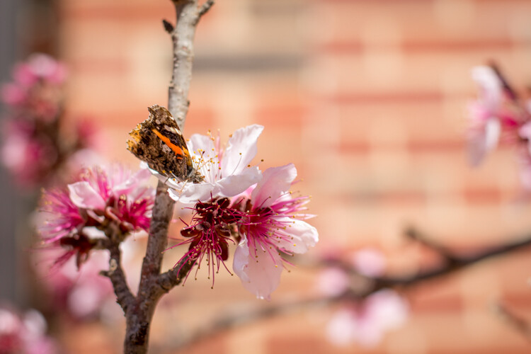 five-questions-before-photos-butterfly-flower