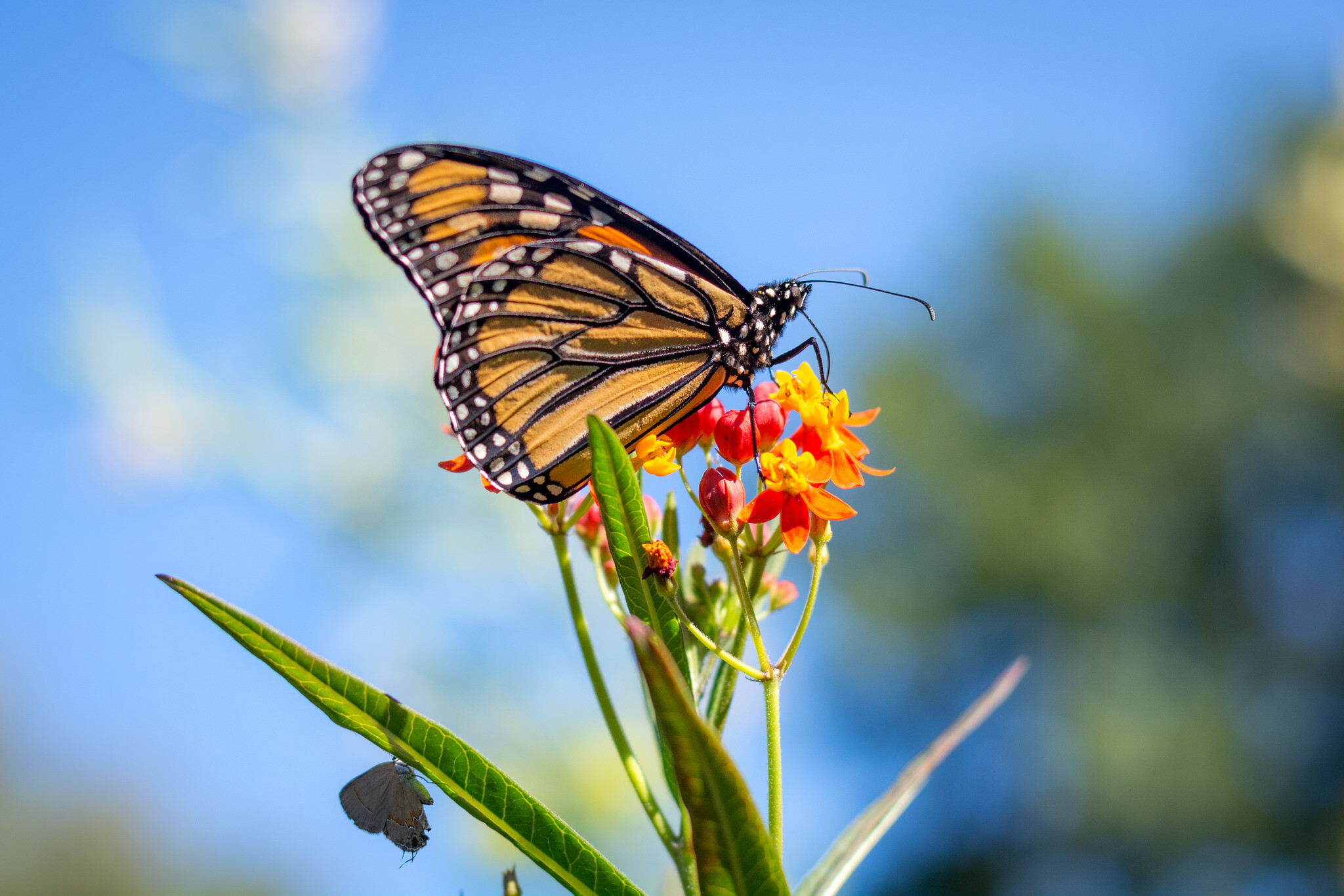 five-questions-before-photos-butterfly