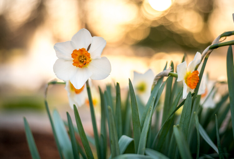 understanding-bokeh-flowers-sunrise