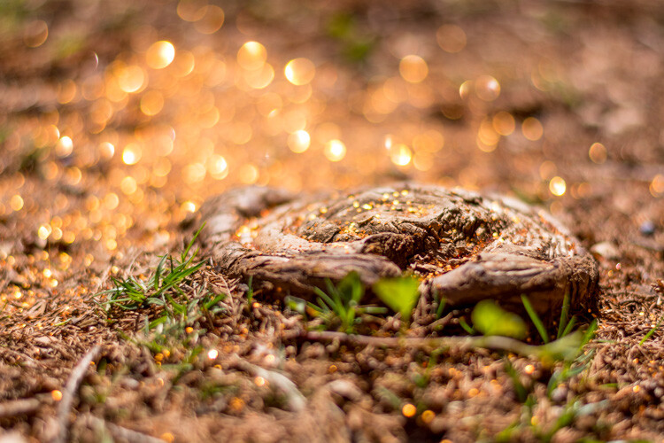 understanding-bokeh-golden-glow