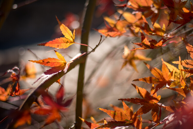 understanding-bokeh-leaves