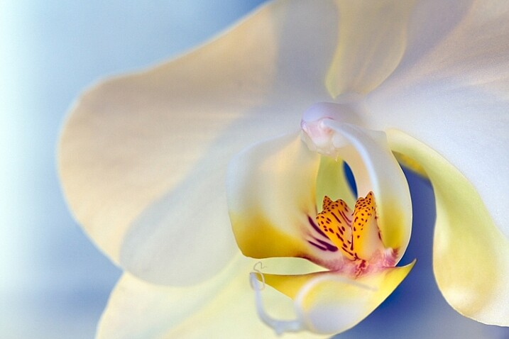 1-Light-painting-flowers-orchid