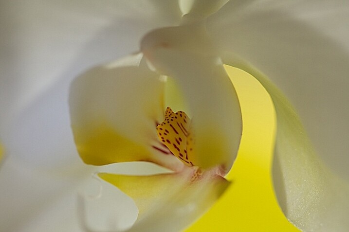 16Light-painting-flowers-no-fill-orchid